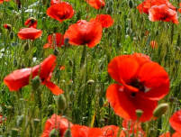 bannière du site ledebatteur[point]fr