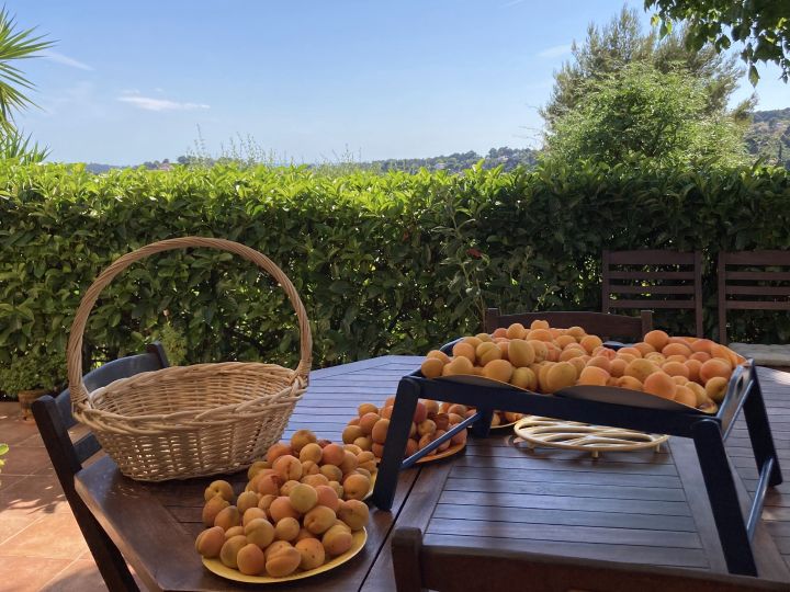 abricots-sur-table-de-la-terrasse-Eric Dussart-juin-2021-Ollioules