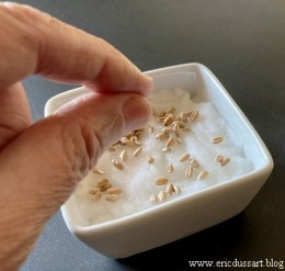 semis-du-ble-de-l-esperance_format-reduit-et-redecoupe_credit-photo-Eric-Dussart